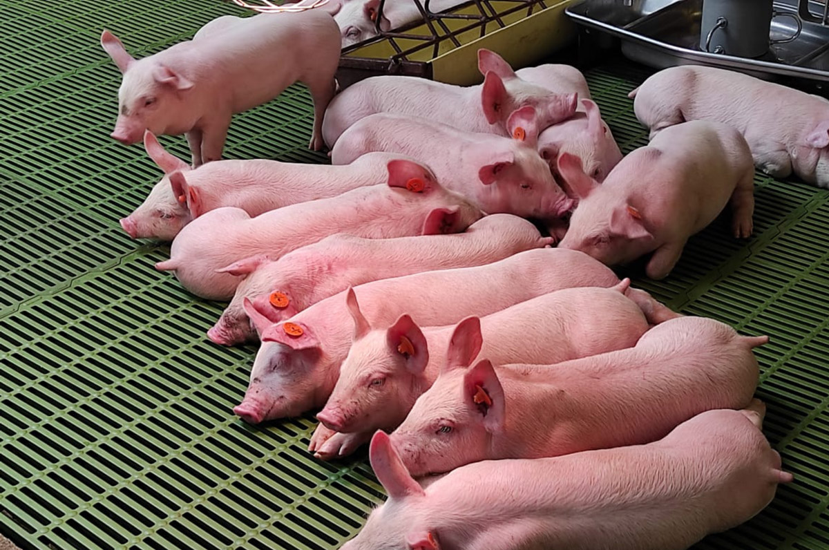 Pautas de la FAO para el uso responsable de antibióticos en porcinos