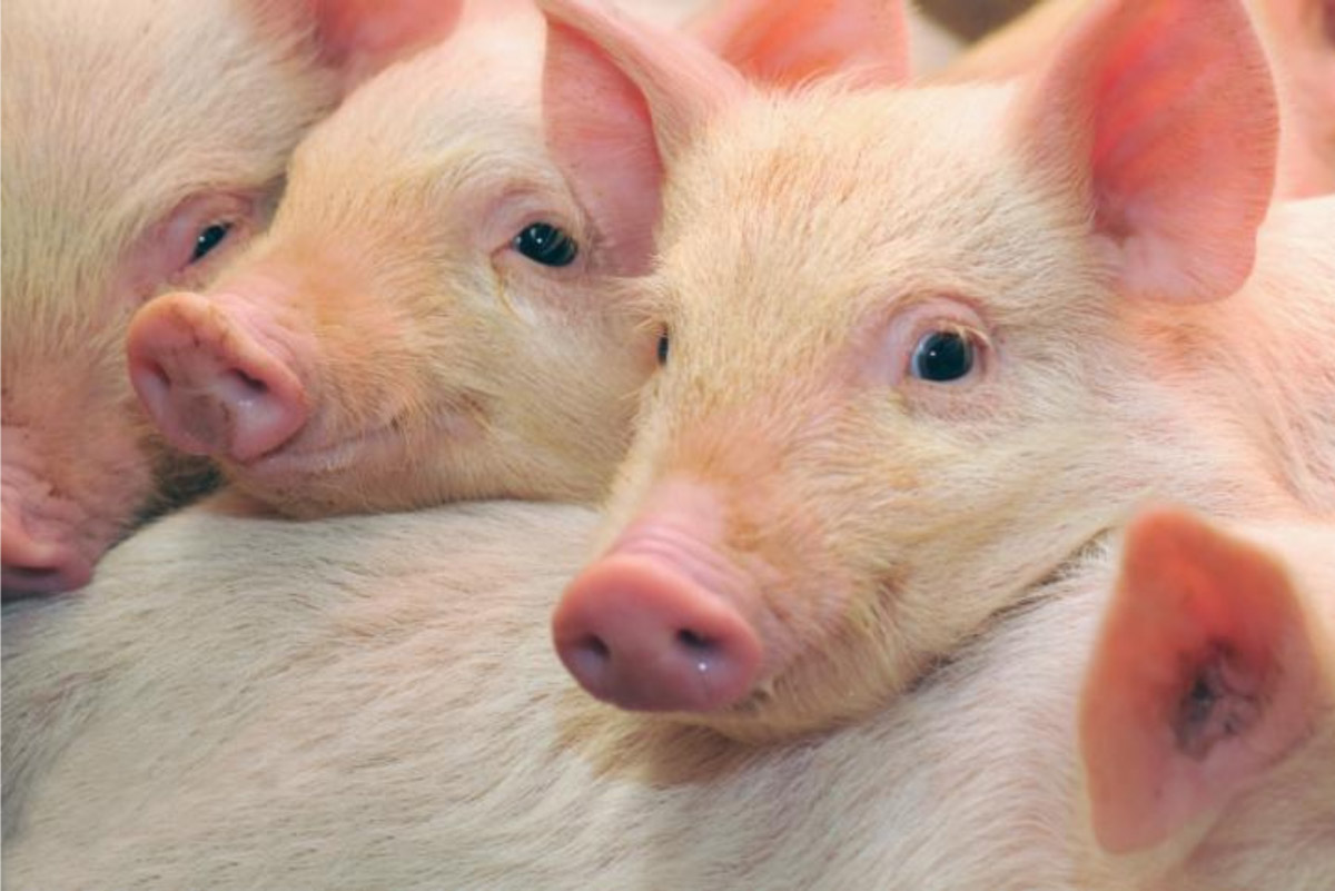 Nuevo-estudio-prueba-que-fortcell-feed-porci-produce-lechones-libres-de-antibioticos-rentables