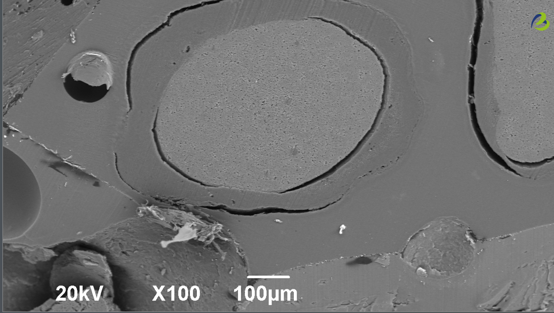 What Do Cross-Sectional SEM Images Reveal About Probiotic ...